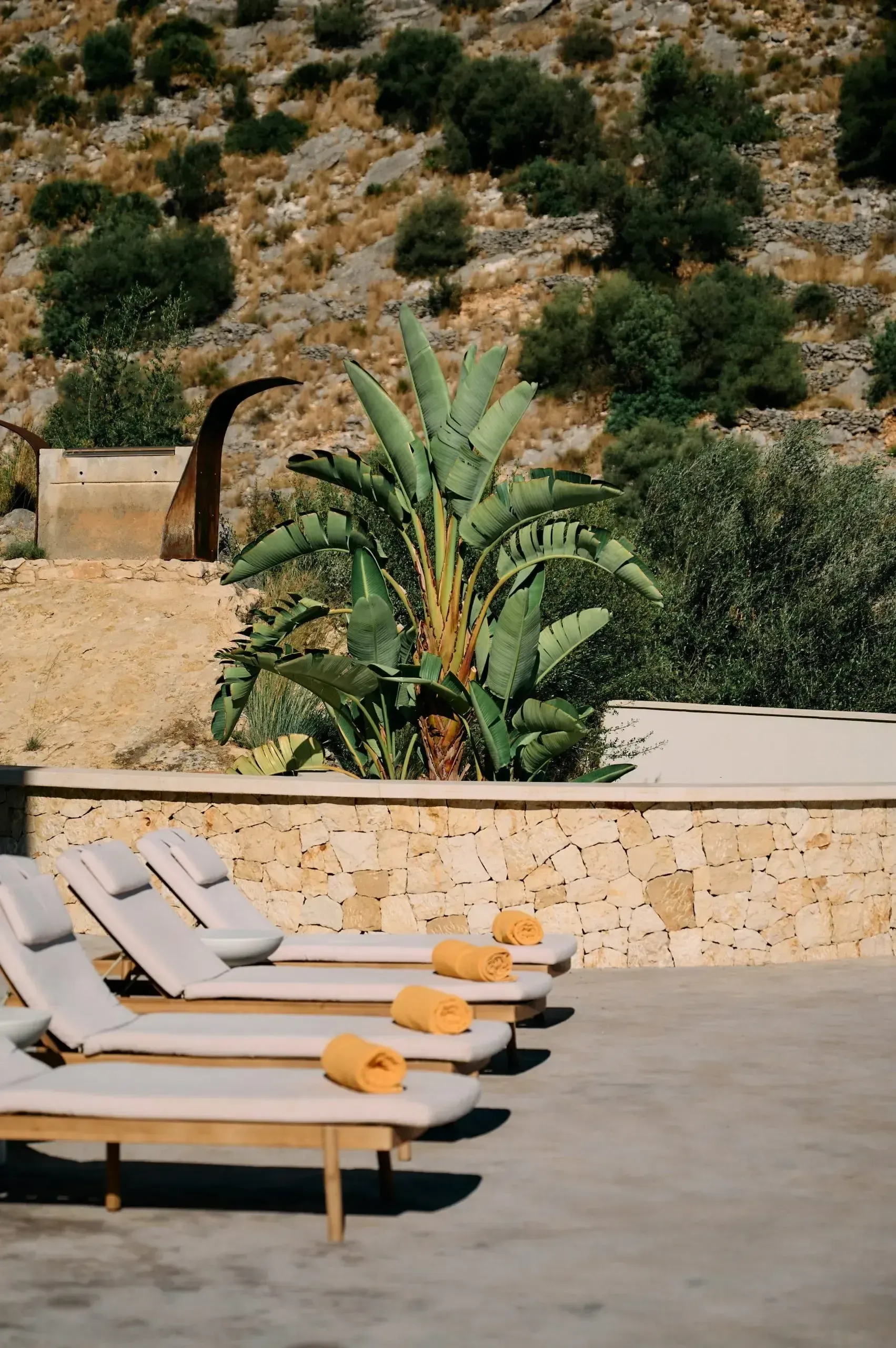 Sun loungers between olive trees